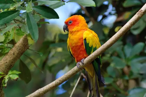 The Golden Sun Parrot (Sun Conure, Sun Parakeet) at Hsinchu Wildlife Park, Taiwan.