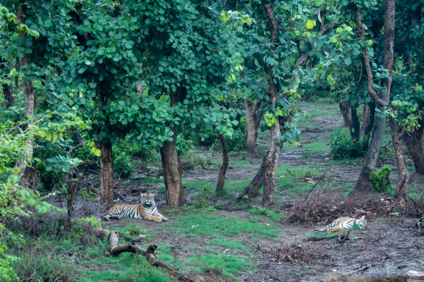 dois tigres de bengala ou um par de acasalamento com rádio colar em fundo de árvores verdes naurais depois de reintroduzir tigre sob projeto de programa tigre no parque nacional sariska ou floresta rajasthan índia - bengal tiger audio - fotografias e filmes do acervo