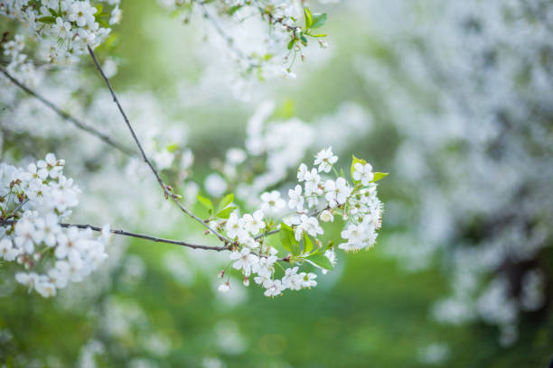 istock Spring white cherry blossoms in the green garden 1295916084