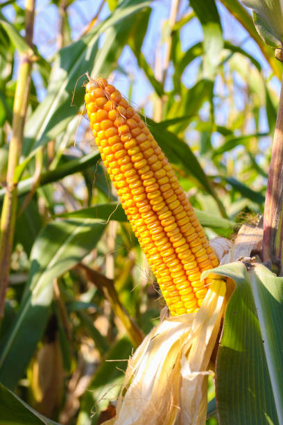 istock Corn pods on the corn plant,corn field in agricultural garden 1295916911
