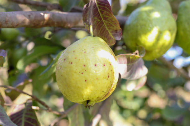 Ripe Tropical Fruit Guava on Guava Tree. Psidium Guajava