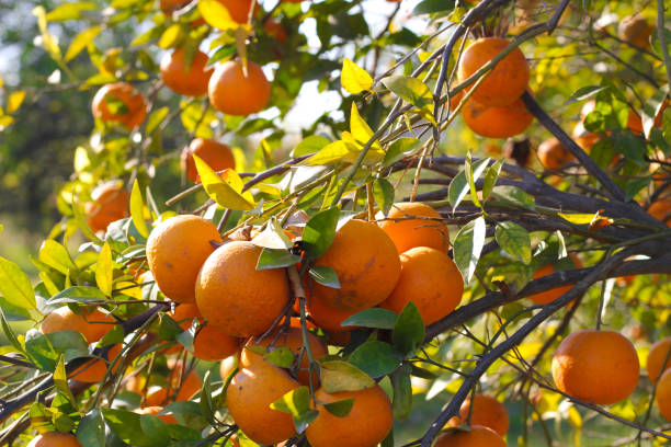 istock Orange tree plantation Summer background . Lemon garden 1295917857