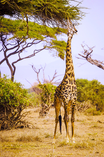 Curious giraffes looking from the bush.