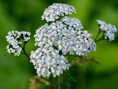 Achillea millefolium, commonly known as yarrow or common yarrow, is a flowering plant in the family Asteraceae.
