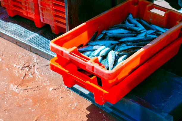 Sardine catch in the basket . Fishing industry . Seafood industry food production