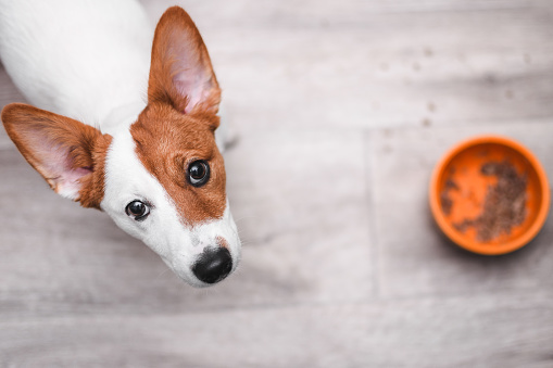 Jack russell terrier looking up. Puppy sitting on wooden floor. Dog with an empty food bowl. Sad and hungry puppy. High quality photo