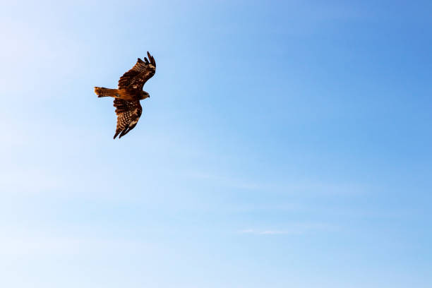 istock Black kite flying in the blue sky 1295925001