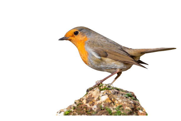 istock Isolated bird. White background. European Robin. 1295925560