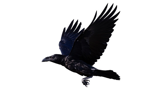 Isolated bird. Flying Northern Raven. White background.