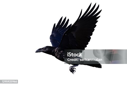 1,867 Funny Crow Stock Photos, Pictures & Royalty-Free Images - iStock