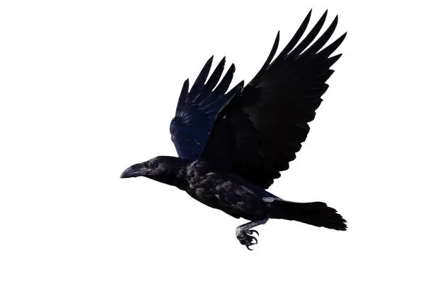 Photo of Isolated bird. Flying Northern Raven. White background.