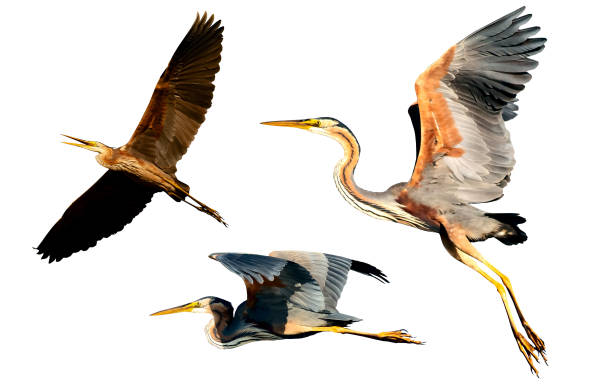 istock Flying herons. Isolated birds. White background. Purple Heron. 1295926397