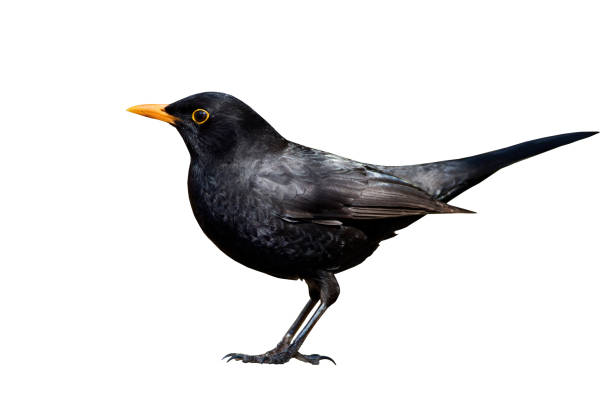 ブラックバード。孤立した鳥。白い背景。鳥:一般的なブラックバード。ターダス・メルラ - common blackbird ストックフォトと画像