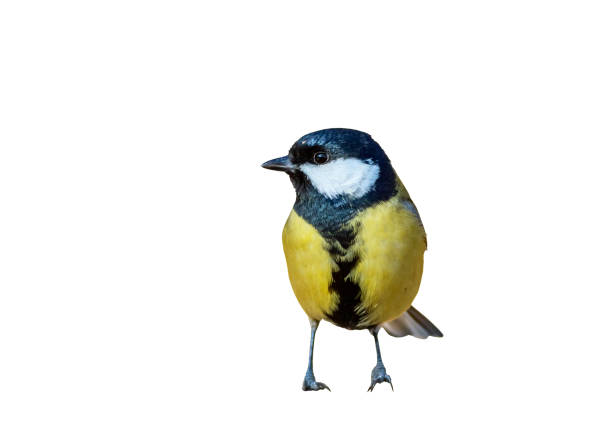 istock Cute bird. İsolated bird. White background. 1295927311