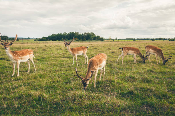 herd of the beautiful fallow deers in the field