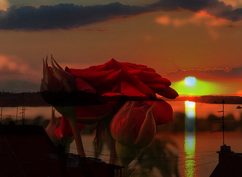 Romantic landscape with red roses over Danube sunset in water reflection