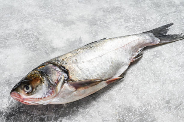 istock Raw whole fish silver carp. Gray background. Top view 1295927889