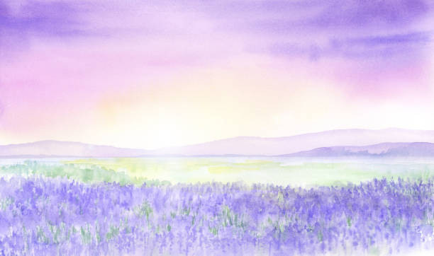 Watercolor illustration of lavender fields. Watercolor illustration of lavender fields. scene scented stock illustrations