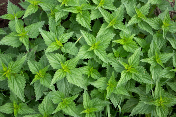 istock Young green nettle close up, wild mint top view 1295927969
