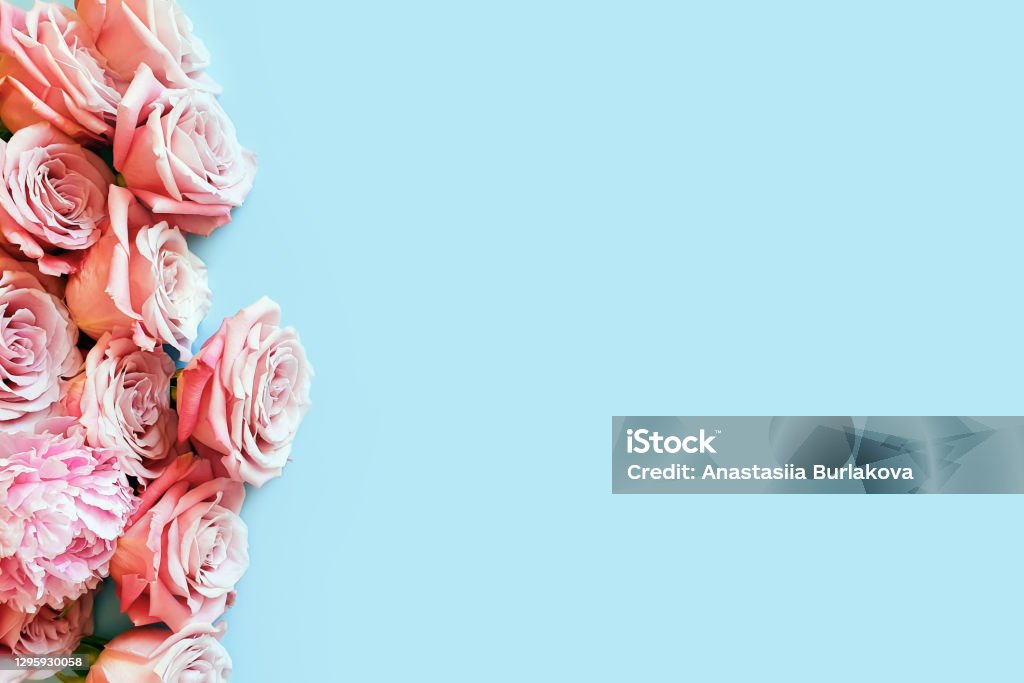 Vista Superior De Rosas Rosas Rosas Claras Sobre Un Fondo Azul Pastel  Copiar Espacio Lugar Para Texto Y Producto Foto de stock y más banco de  imágenes de Azul - iStock
