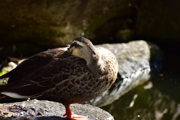 istock Portrait of spot-billed duck 1295931091