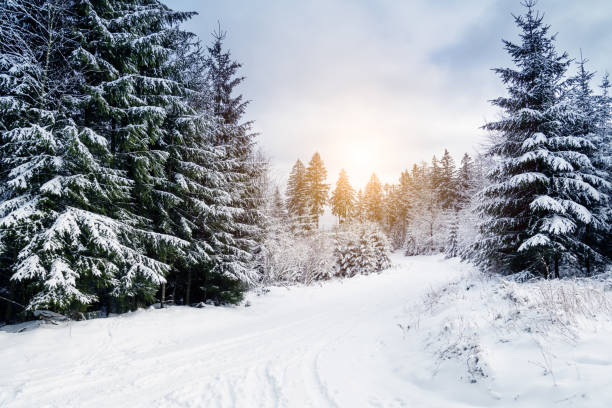 istock Snowy winter road through the forest 1295931693