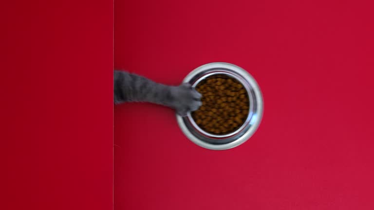 The hungry cat managed to pull the dry cat food bowl on the red table towards itself. It has been studied with real cats. British Shorthair. Shot from above