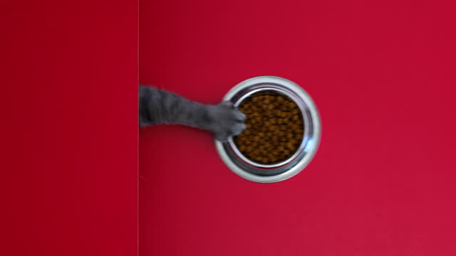 The hungry cat managed to pull the dry cat food bowl on the red table towards itself. It has been studied with real cats. British Shorthair. Shot from above