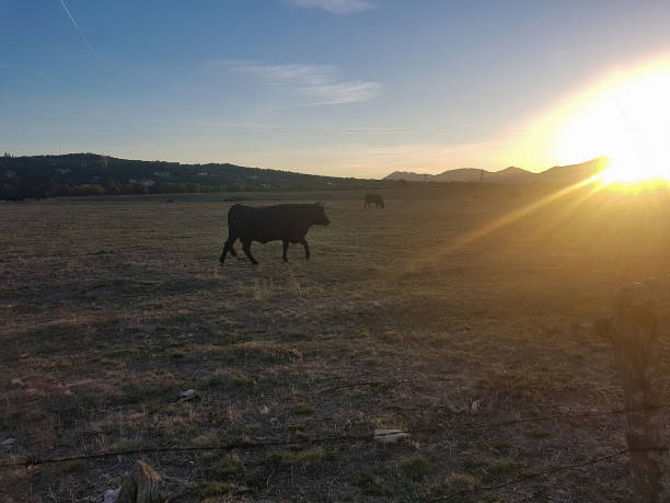 istock sunset field full of cows and black bulls 1295932842