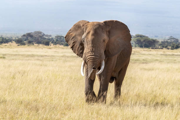 istock African bull elephant in Amboseli National Park 1295934068