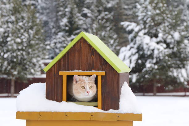 istock Cat is in pet house. Outdoors. 1295934249