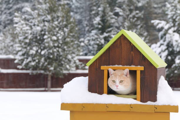 istock Cat is in pet house. Outdoors. 1295934301
