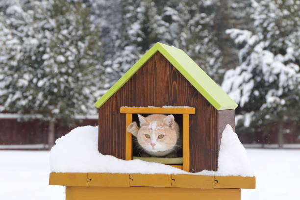 istock Cat is in pet house. Outdoors. 1295934312