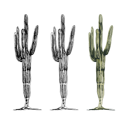 Cactus saguaro plant. Vector vintage hatching color illustration. Isolated on white background.