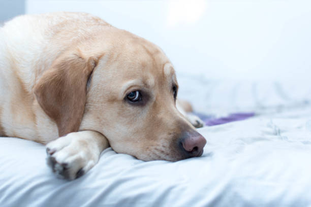 istock Look at a labrador resting on the bed 1295937781