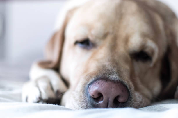 istock A sweet dog asleep in bed 1295937802