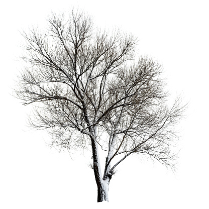 Tree with snow isolated on white background