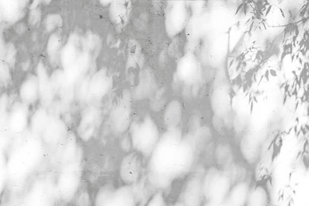 istock Shadow Of Leaves Reflected On The White Wall 1295939020