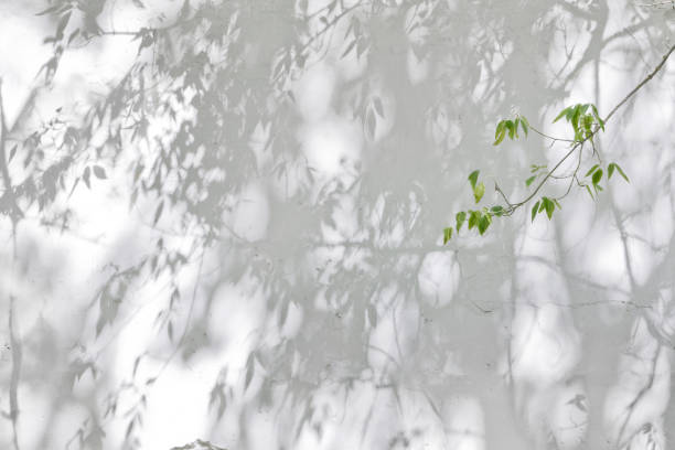 istock Shadow Of Leaves Reflected On The White Wall 1295939021