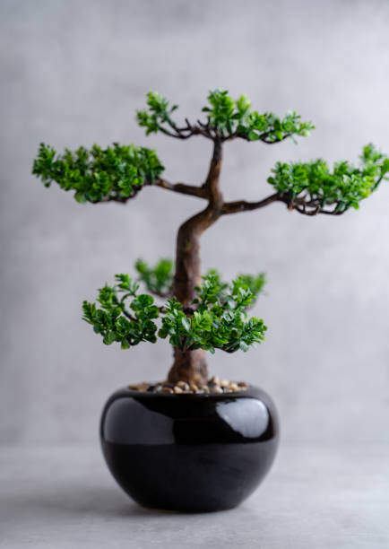 istock Plastic Bonsai Tree (artificial) with a small pot on a gray background. 1295940690