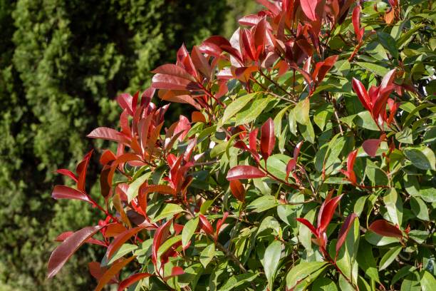 hermosas hojas rojas y verdes de photinia fraseri 'red robin' arbusto contra fondo borroso de hojas verdes de cipreses mediterráneos. enfoque selectivo. primer plano. centro de sochi. otoño tardío. - late spring fotografías e imágenes de stock