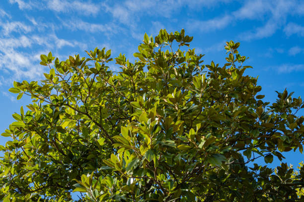 krone der luxuriösen magnolia grandiflora mit glänzenden immergrünen blättern gegen blauen herbsthimmel. nahaufnahme. magnolien schmücken landschaftsparks im zentrum des ferienortes sotschi. - evergreen magnolia stock-fotos und bilder