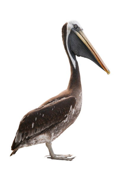 Pelican isolated Lateral full-body view of a pelican lat. Pelecanus occidentalis) on white. brown pelican stock pictures, royalty-free photos & images