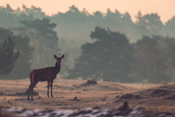 istock Red Deer in a wintry landscape in the early morning 1295945714