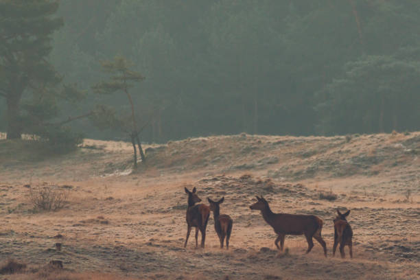 istock Red Deer in a wintry landscape in the early morning 1295945779