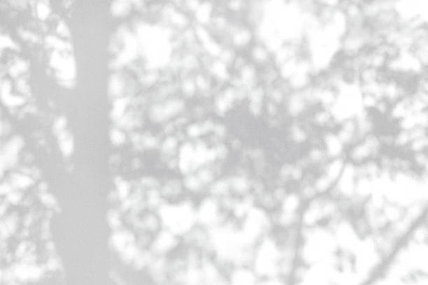 istock Shadow Of Leaves Reflected On The White Wall 1295947964