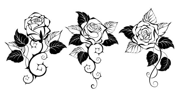 Three outline roses Three, artistically drawn, contour, black, prickly, blooming roses with black leaves on white background. Design with rose. Gothic style. thorn stock illustrations