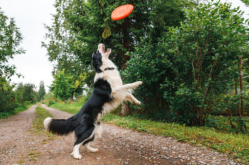 Outdoor portrait of cute funny puppy dog border collie catching toy in air. Dog playing with flying disk. Sports activity with dog in park outside
