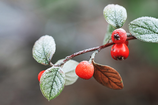Frosted Red Berries, Winter Background