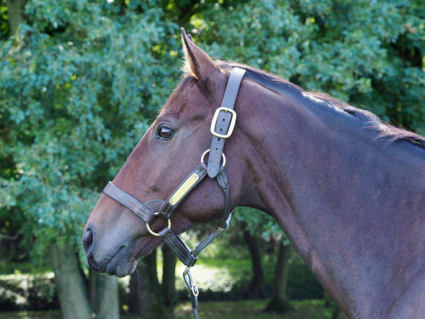 istock Bay Horse Headshot 1295949416